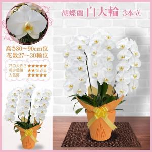 胡蝶蘭 お祝い 3本立ち 大輪(27〜30輪)...の詳細画像1