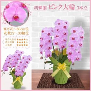 胡蝶蘭 お祝い 3本立ち 大輪(27〜30輪)...の詳細画像2