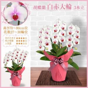 胡蝶蘭 お祝い 3本立ち 大輪(27〜30輪)...の詳細画像3