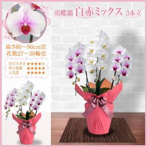 胡蝶蘭 お祝い 3本立ち 大輪(27〜30輪)...の詳細画像4