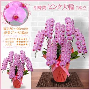 胡蝶蘭 お祝い 5〜10本立ち 大輪(70〜8...の詳細画像5