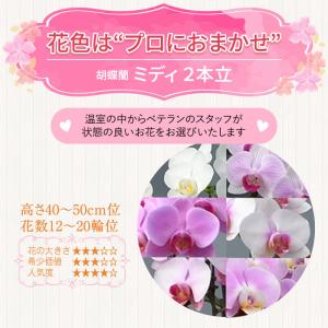 胡蝶蘭 お祝い 2本立(12〜20輪) 540...の詳細画像3