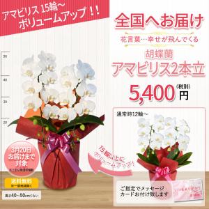 胡蝶蘭 お祝い 2本立(12〜20輪) 540...の詳細画像2
