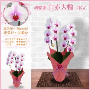 胡蝶蘭 お祝い 2本立(12〜20輪) 540...の詳細画像5