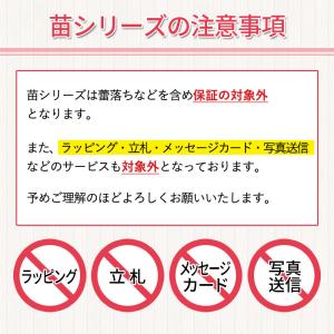 胡蝶蘭大輪2本の苗 3,000円(税別) 大輪...の詳細画像5