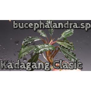 ブセファランドラsp クダガンクラシック bucephalandra.sp