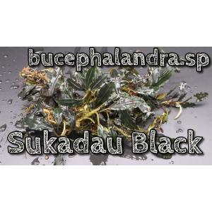 ブセファランドラsp スカダウブラック bucephalandra.sp Sekadau Black