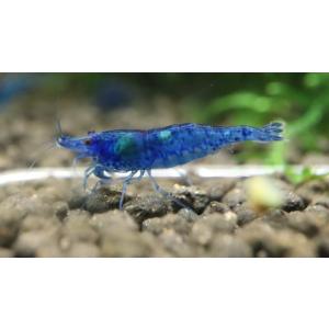 ハイグレードチェリーシュリンプ　ブルーダイヤモンドシュリンプ　10匹セット（補償分2匹+）エビオドリ