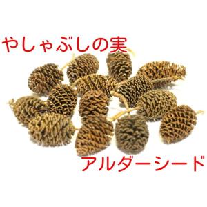 やしゃぶしの実（アルダーシード）15個　処理済み 入れるだけ　ベタ、レッドビーシュリンプ