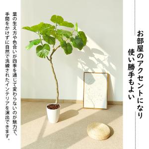 爆買 フェイクグリーン 人工観葉植物 RAKU...の詳細画像2