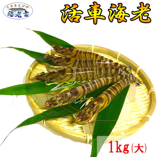 大サイズ厳選 活き 車海老 1kg 大 22-33尾 熊本県産 生きたまま 水揚げ当日発送！ 鮮度抜...