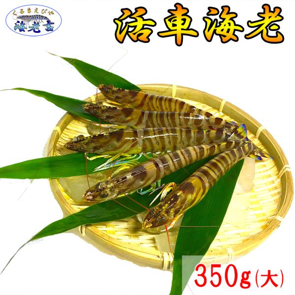 大サイズ厳選 活き 車海老 350g 大 8-13尾 熊本県産 生きたまま 水揚げ当日発送！ 鮮度抜...