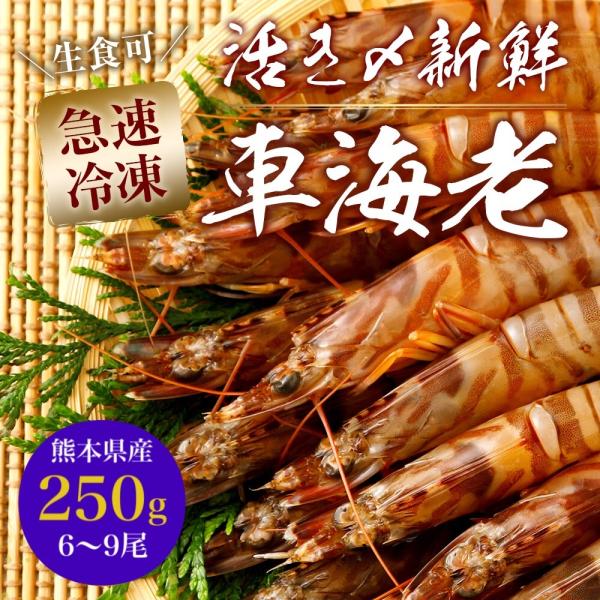 熊本県産 車海老 瞬間冷凍 250g 大サイズ 6〜8尾 採れたて 即時瞬間冷凍で鮮度抜群！ 贈り物...