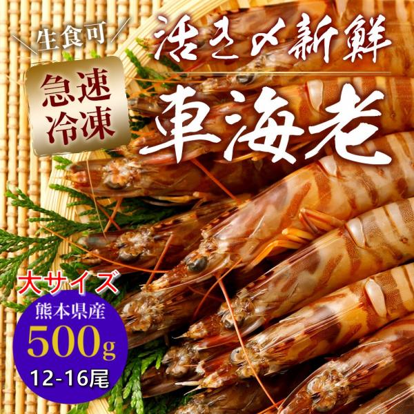 熊本県産 車海老 瞬間冷凍 500g 大サイズ 12〜16尾 採れたて 即時瞬間冷凍で鮮度抜群！ 贈...