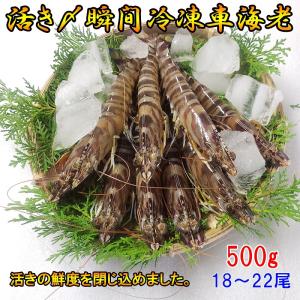 熊本県産 車海老 500g 瞬間冷凍 18〜22尾 採れたて 即時瞬間冷凍で鮮度抜群！ 贈り物 贈答 誕生日 プレゼント さしみ エビフライ 敬老の日 お歳暮