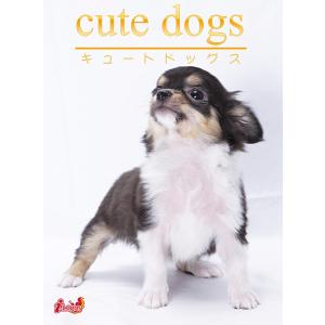 cute dogs11 チワワ 電子書籍版 / 編集:アキバ書房｜ebookjapan