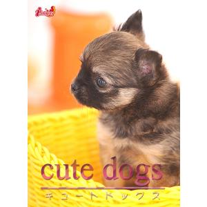 cute dogs13 チワワ 電子書籍版 / 編集:アキバ書房｜ebookjapan