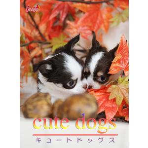 cute dogs14 チワワ 電子書籍版 / 編集:アキバ書房｜ebookjapan