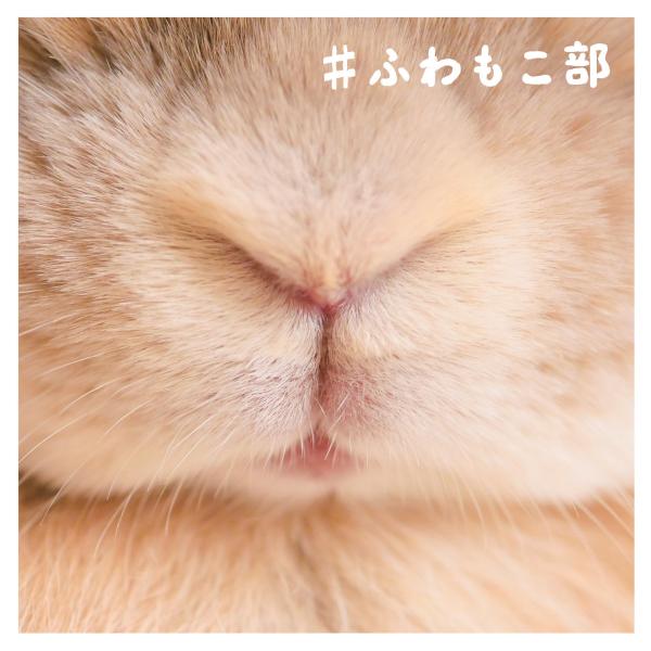 #ふわもこ部 電子書籍版 / 著:ワニブックス