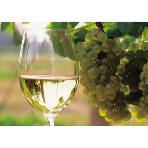 HERNDER ESTATE WINES VI...の詳細画像4