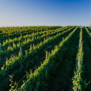 Aurora Cabernet Sauvign...の詳細画像5