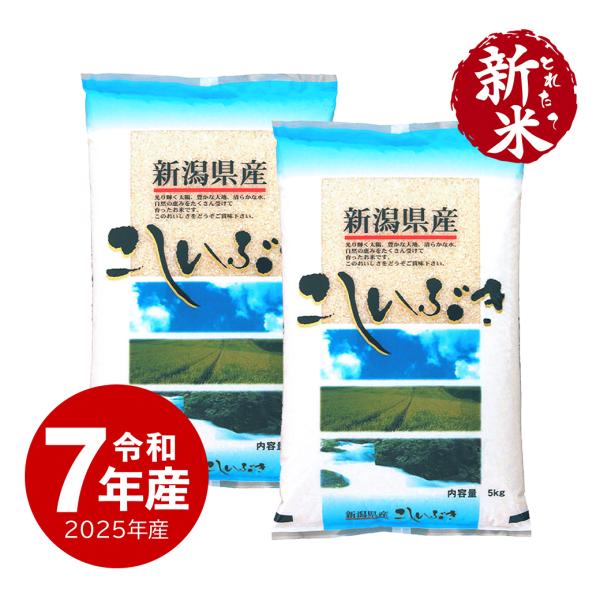 米 10kg 新潟産こしいぶき お米 10キロ 送料無料 令和5年産 白米 精米