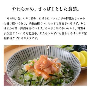 とれたて新米 新潟産 こしいぶき 5kg 令和...の詳細画像1