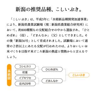 とれたて新米 新潟産 こしいぶき 5kg 令和...の詳細画像2