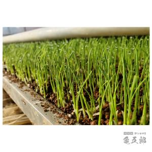 【夏のセール中】 亀五郎 魚沼産コシヒカリ お...の詳細画像2