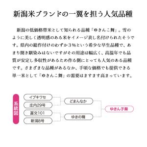 新米 新潟産 ゆきん子舞 5kg 令和8年産 ...の詳細画像1