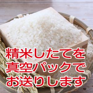 米 令和7年産 新潟県産 にじのきらめき 10...の詳細画像2
