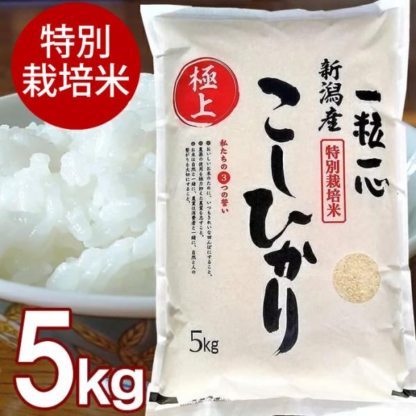特別栽培米 新潟産 こしひかり 白米 5kg 送料無料