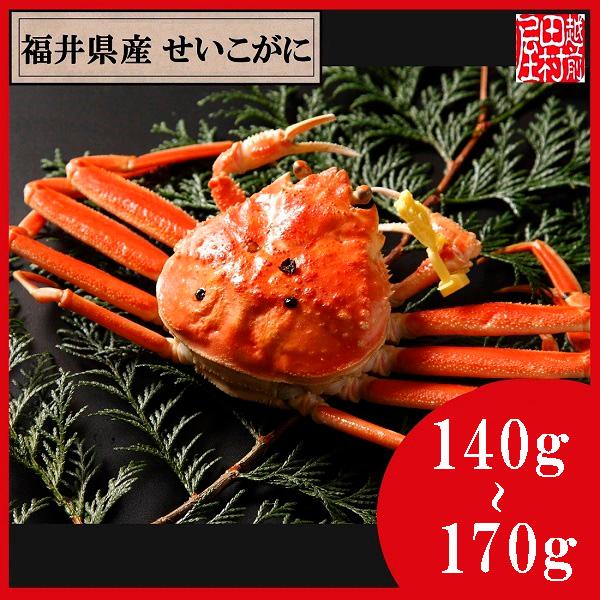 【冷蔵便　かに商品以外の同梱不可】福井県産ゆでせいこがに 活140〜170g 1杯　越前田村屋