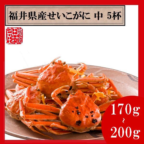 【冷蔵便　かに商品以外の同梱不可】福井県産ゆでせいこがに 活170〜200g 5杯セット　越前田村屋