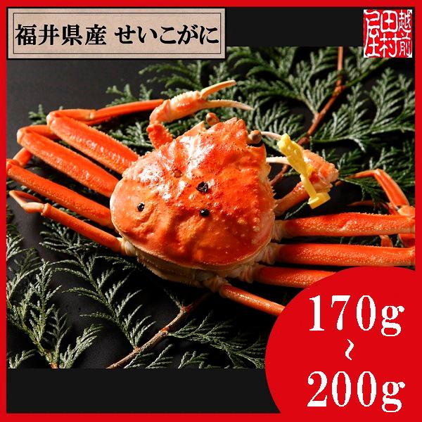 【冷蔵便　かに商品以外の同梱不可】福井県産ゆでせいこがに 活170〜200g 1杯　越前田村屋