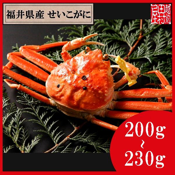 【冷蔵便　かに商品以外の同梱不可】福井県産ゆでせいこがに 活200〜230g 1杯　越前田村屋