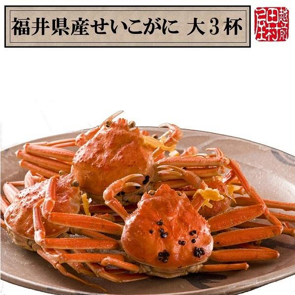 【冷蔵便　かに商品以外の同梱不可】福井県産ゆでせいこがに 活200〜230g 3杯セット　越前田村屋