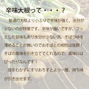 「辛味大根1本」 越前そばと相性ぴったり!おろ...の詳細画像1