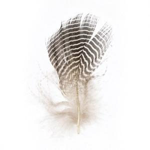 [BE008]MIYUKI 鳥の羽根パーツ（フェザー）（10枚入り）[RPT]