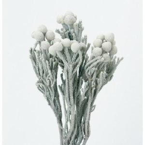 大地農園 ドライフラワー シルバーブルニア(4本...の商品画像