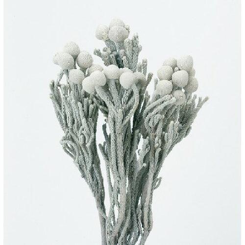 大地農園 ドライフラワー シルバーブルニア(4本入り) ウオッシュホワイト DO40200-012