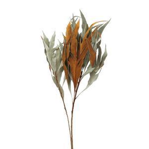 大地農園 EARTH MATTERS グレビレア・ゴールド N (16200-000)