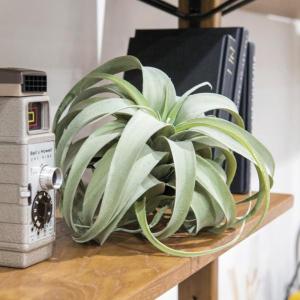 ポッシュリビング(Posh Living) キセログラフィカ S 80946