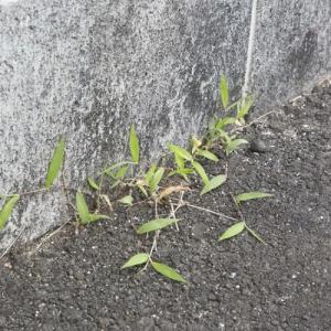 防草用のスキマフィル 壁 地面 塀 雑草 スキ...の詳細画像3