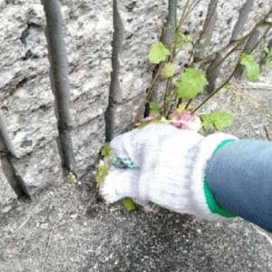 防草用のスキマフィル 壁 地面 塀 雑草 スキ...の詳細画像4