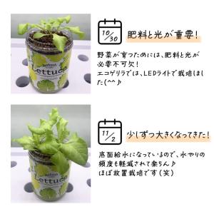 水耕栽培キット green pet グリーンペ...の詳細画像3