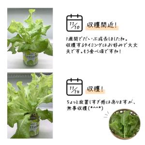 水耕栽培キット green pet グリーンペ...の詳細画像4