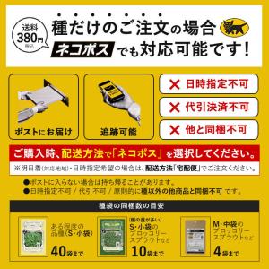種 タネ 有機種子 ミニトマト ラウンドレッドの詳細画像4