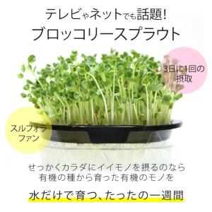 ブロッコリースプラウト 種 有機種子 中袋 4...の詳細画像4