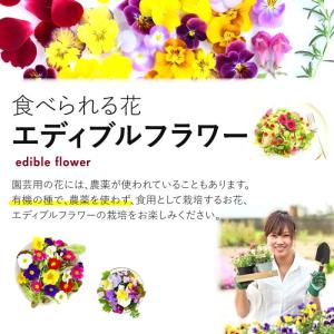 種 有機種子 ビオラ 3色スミレ トリコロール...の詳細画像3